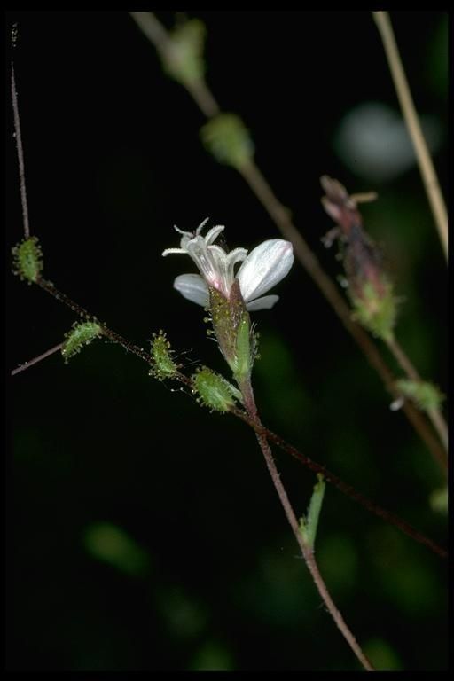 Calycadenia pauciflora — related species from the same genus
