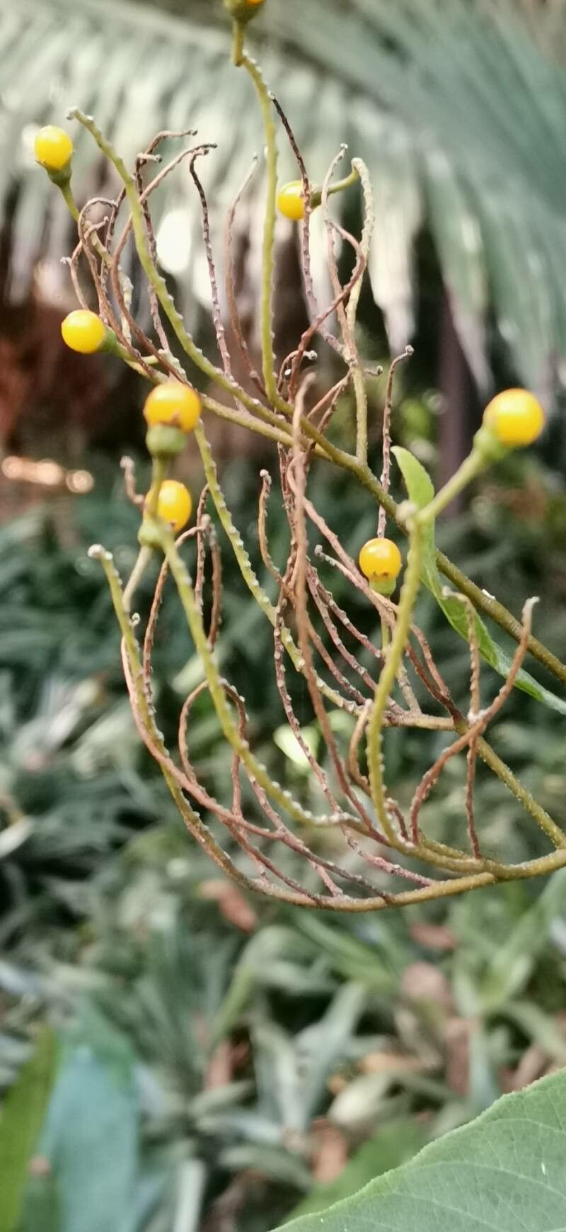 Solanum argenteum fruit