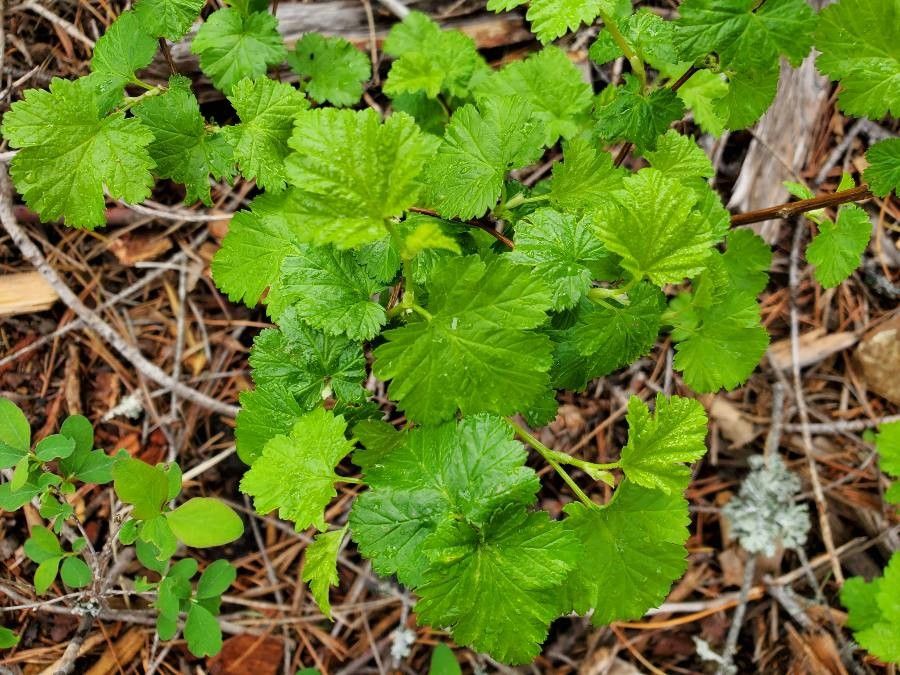 Ribes nevadense leaf