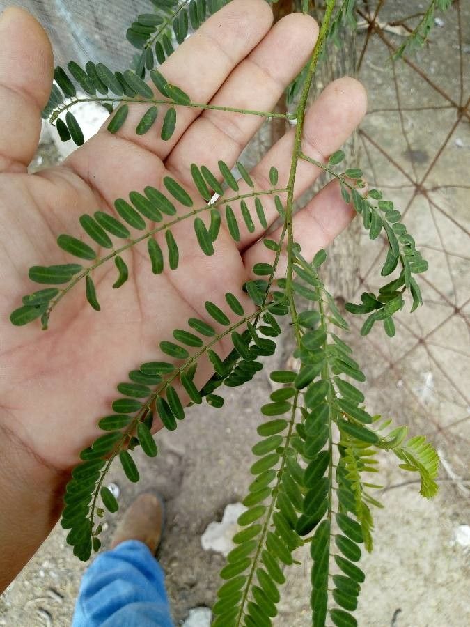 Eysenhardtia polystachya — related species from the same genus