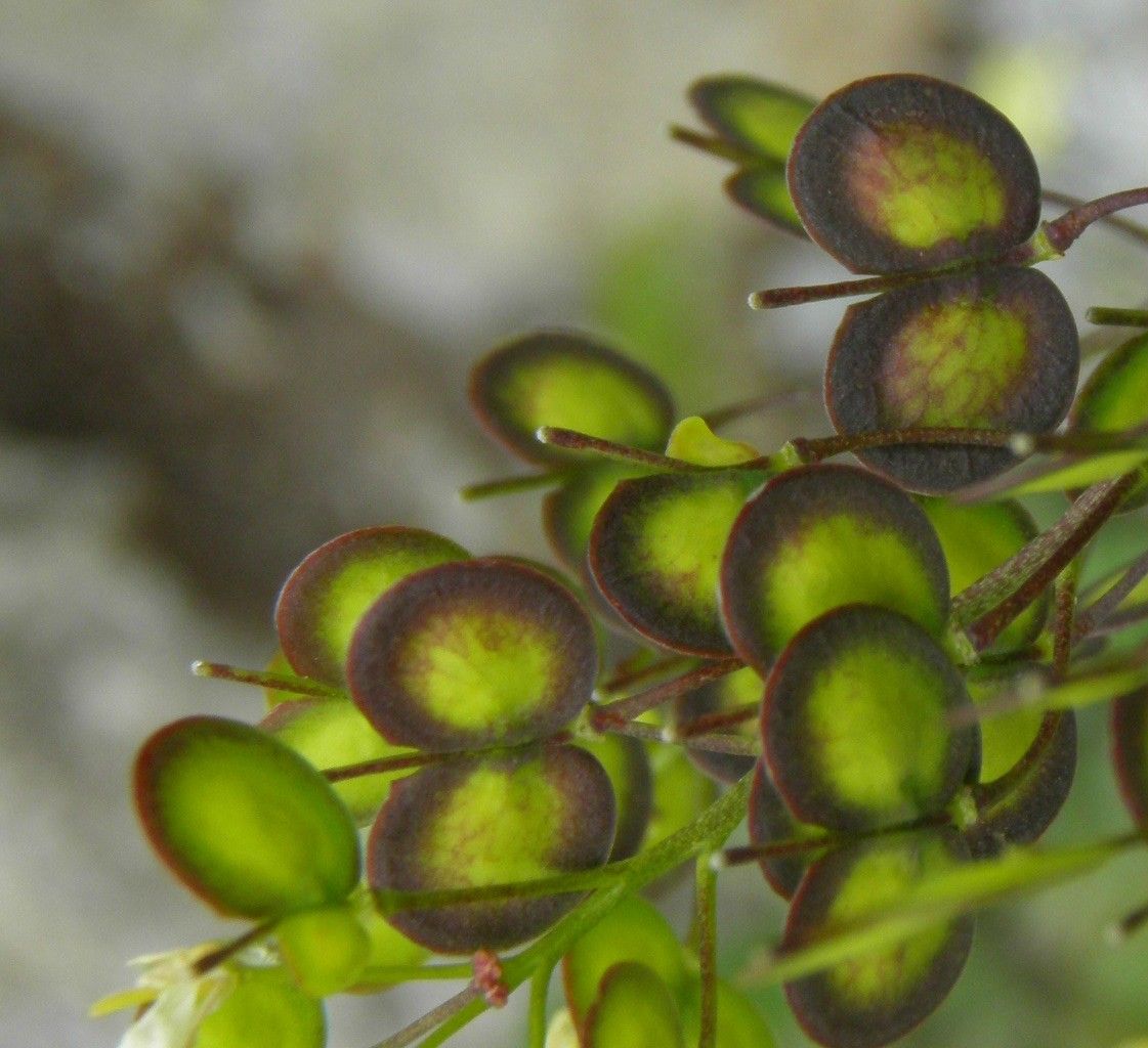 Biscutella arvernensis fruit