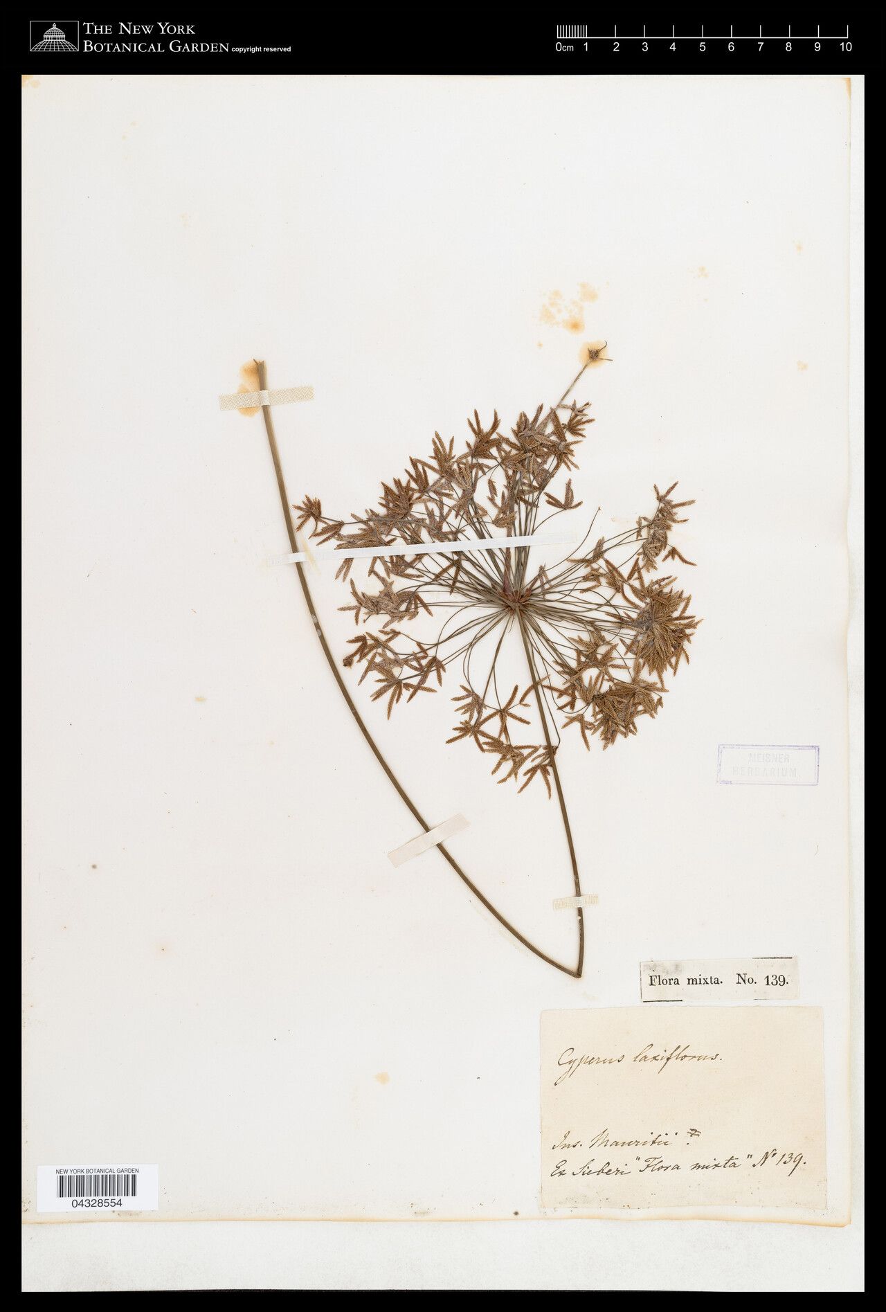 Cyperus laxiflorus — houseplant care guide