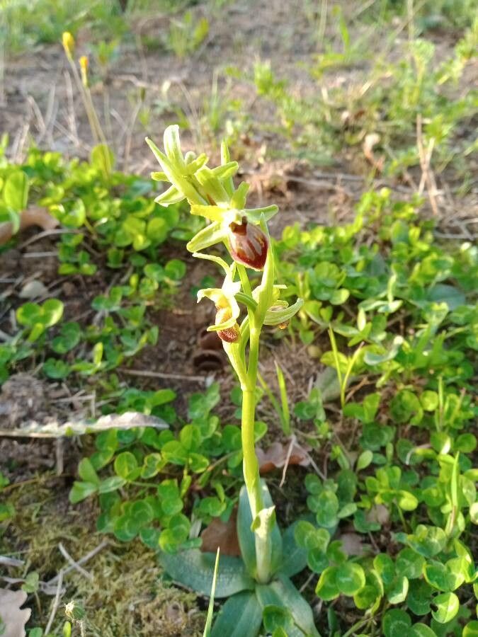 Ophrys exaltata habit