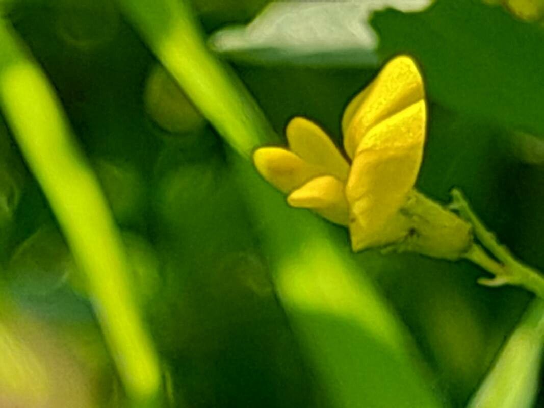 Medicago laciniata flower