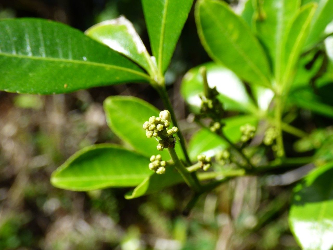 Toddalia asiatica flower