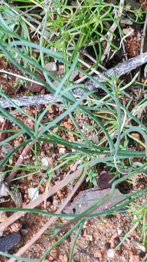 Linaria spartea leaf