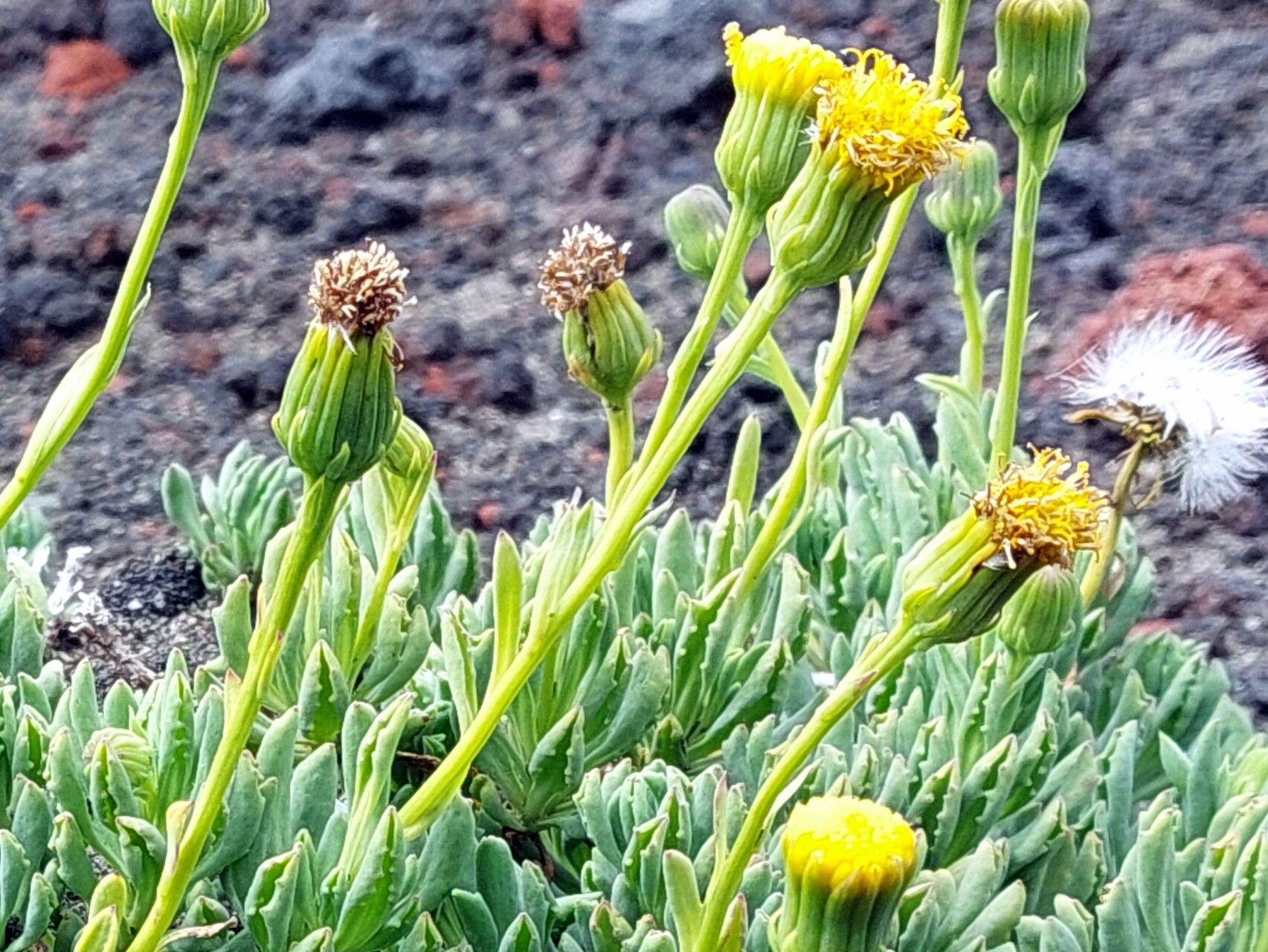 Senecio bipontinii flower