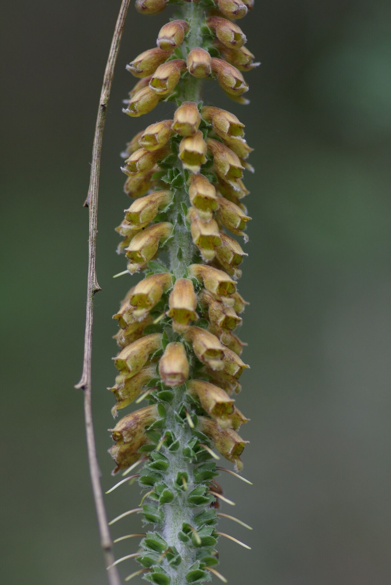 Digitalis parviflora flower