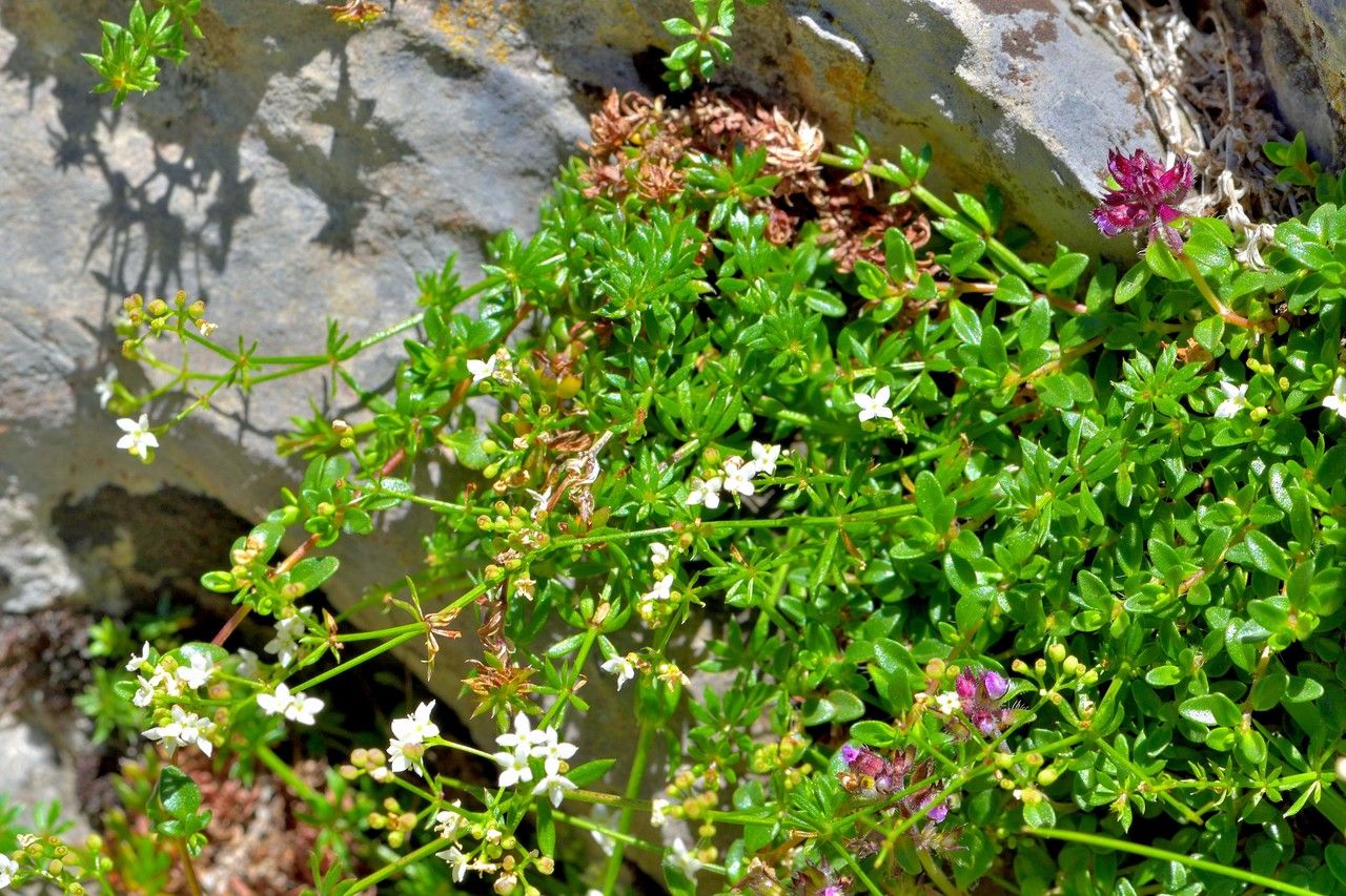 Galium papillosum habit