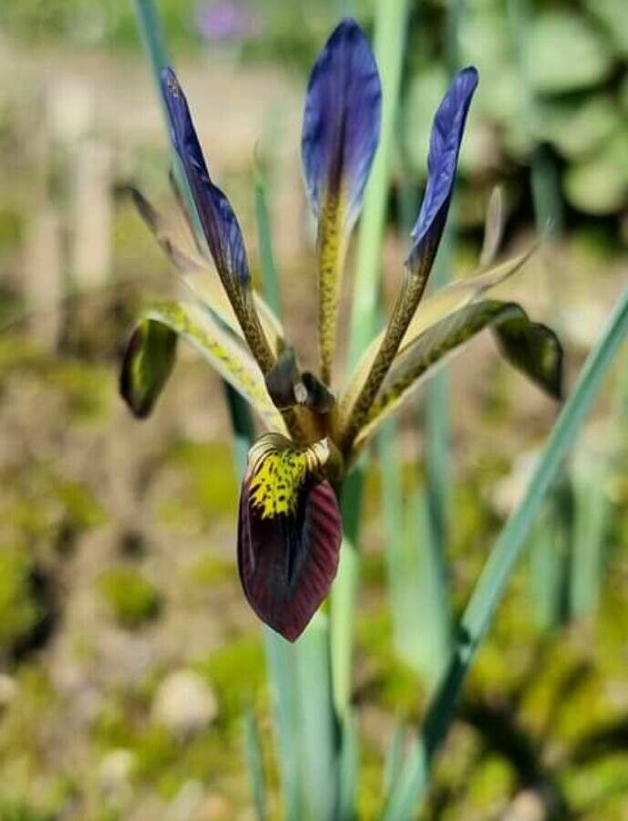 Iris pamphylica — houseplant care guide