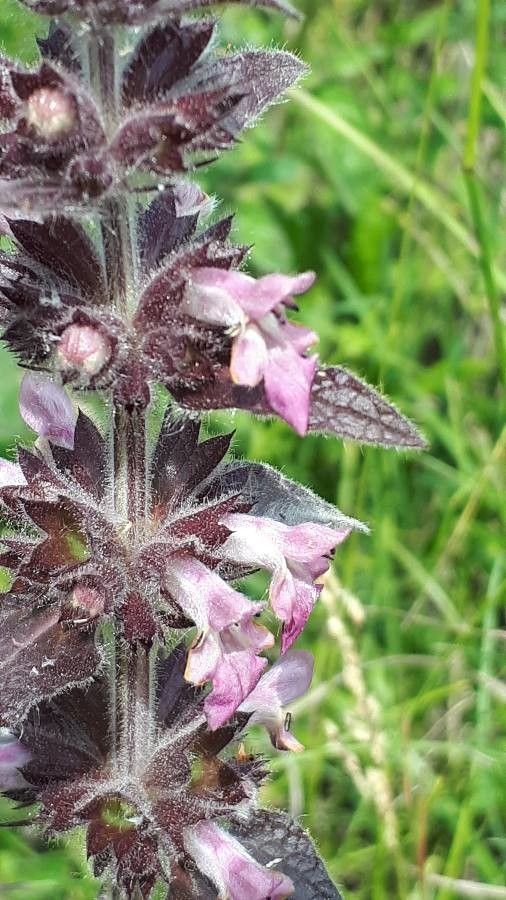 Stachys alpina flower