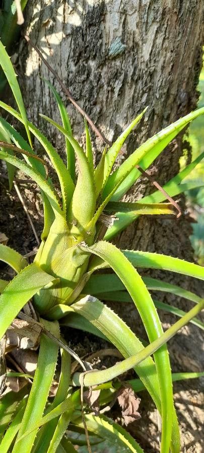 Aechmea recurvata — search result for 'Paraguay'