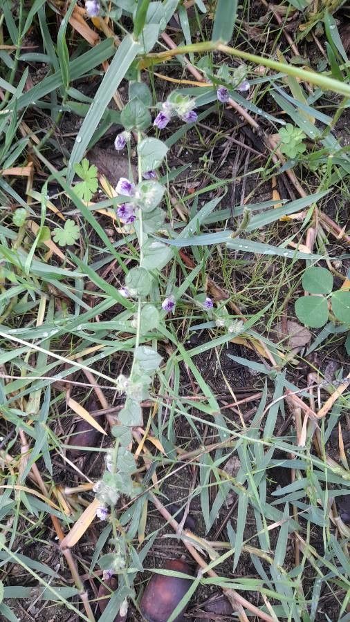 Kickxia commutata habit