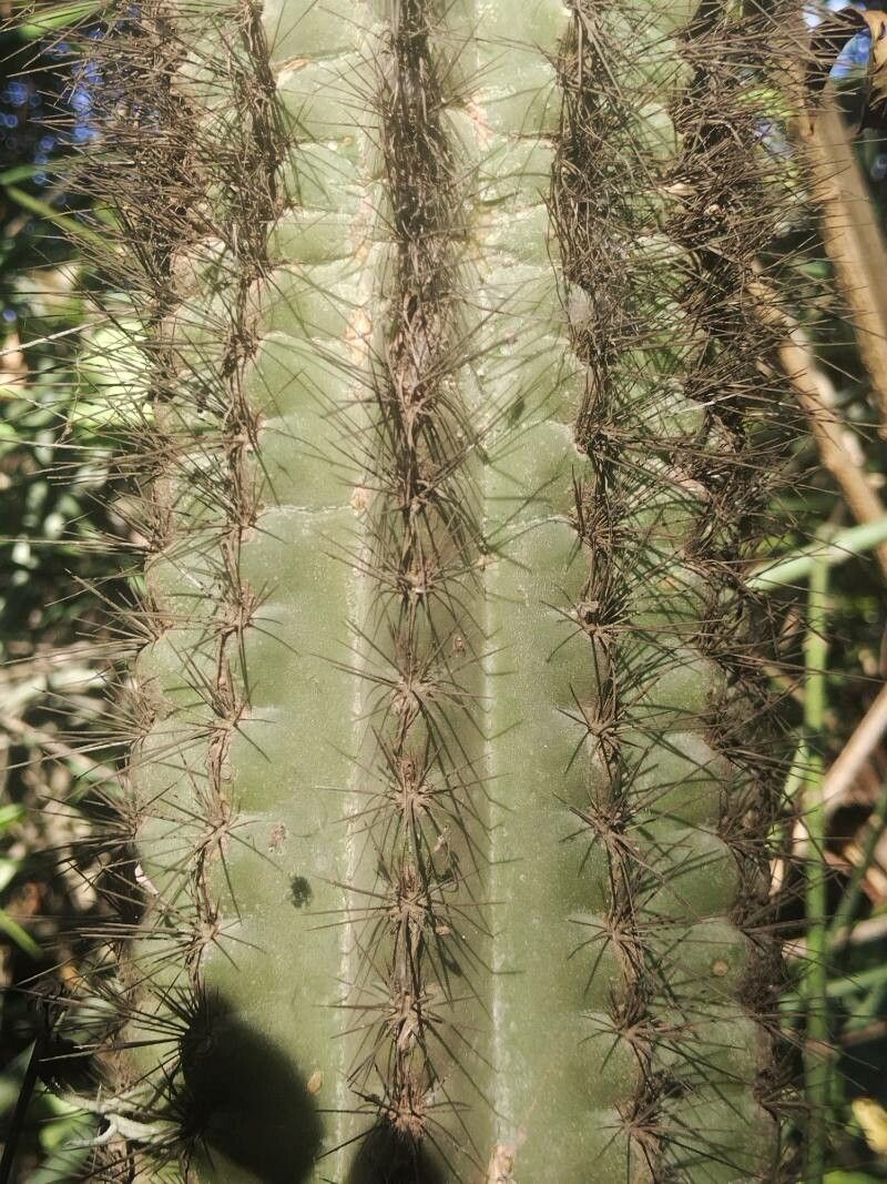 Pilosocereus chrysacanthus — search result for 'Pilosocereus'