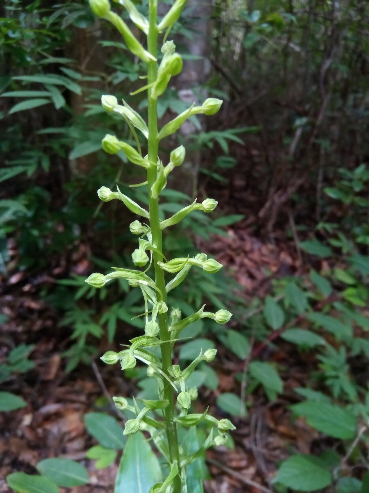 Habenaria boiviniana — houseplant care guide