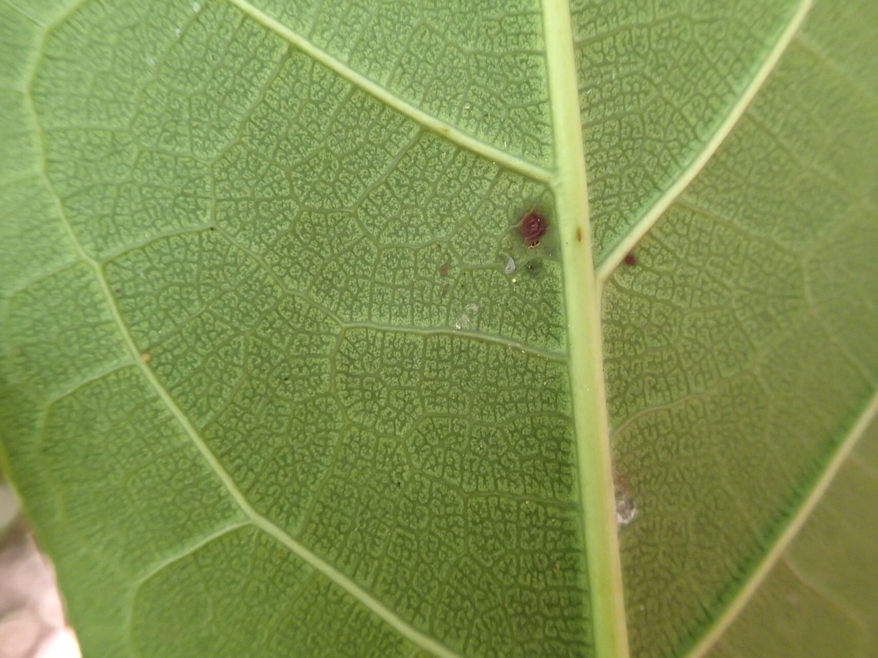 Ficus leiocarpa — houseplant care guide