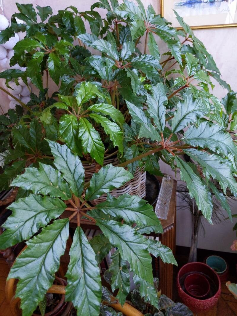 Begonia caroliniifolia leaf