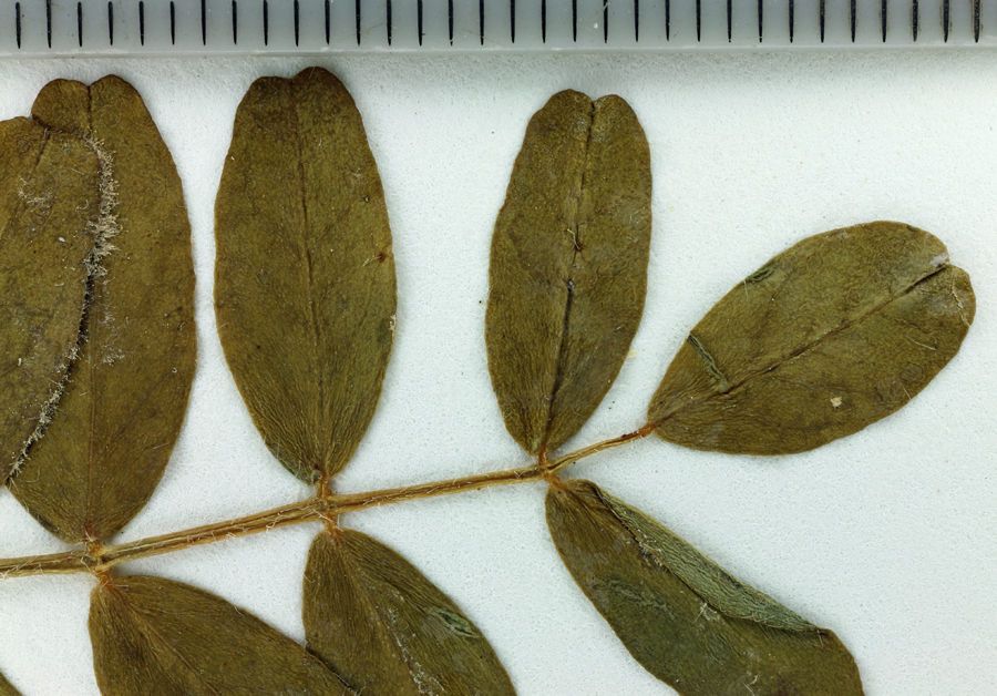 Astragalus agnicidus other