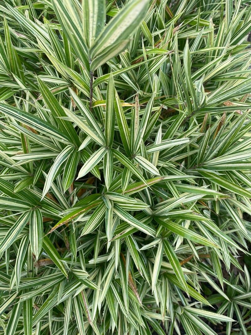 Pleioblastus variegatus flower