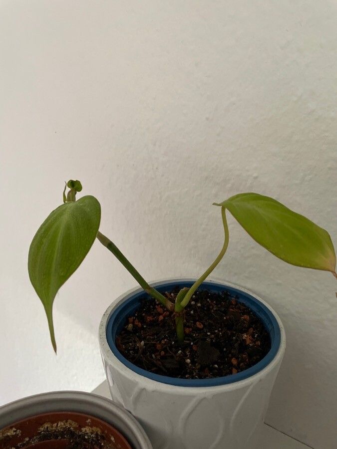 Philodendron camposportoanum leaf