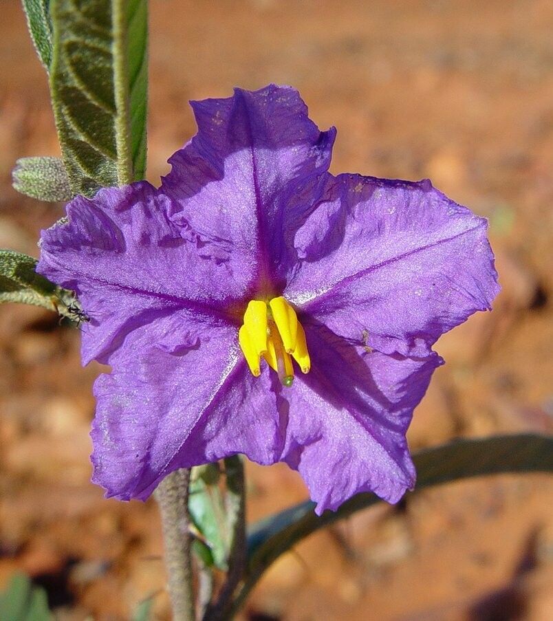 Solanum piceum flower