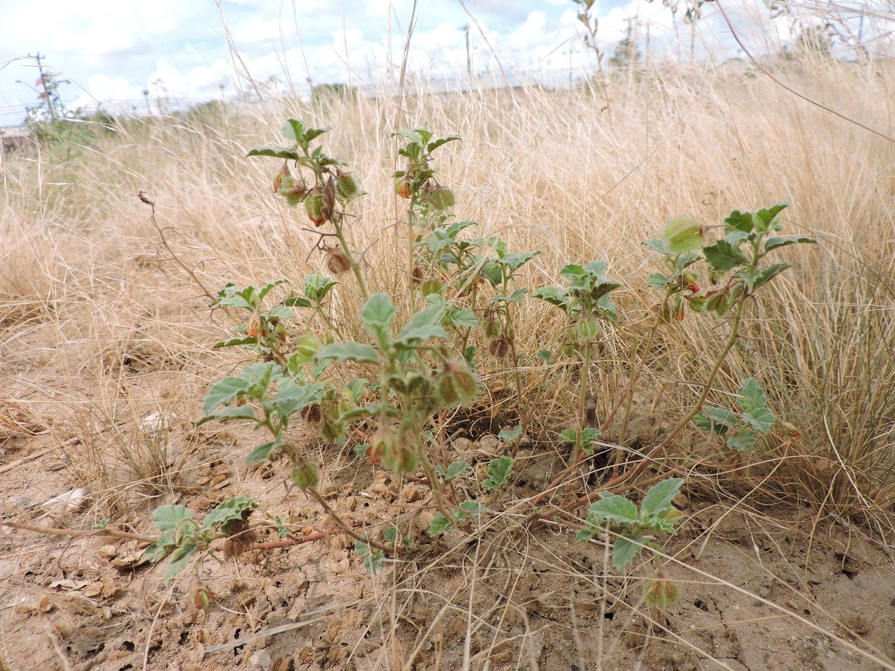 Hermannia texana habit