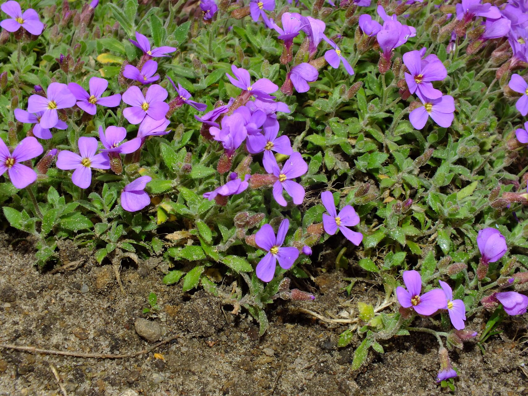 Aubrieta columnae leaf