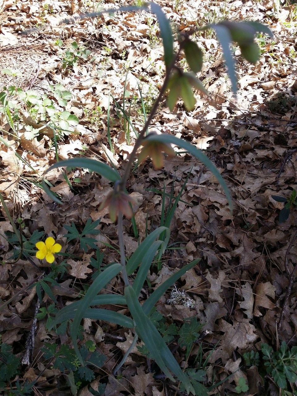 Fritillaria micrantha — search result for 'Liliaceae'