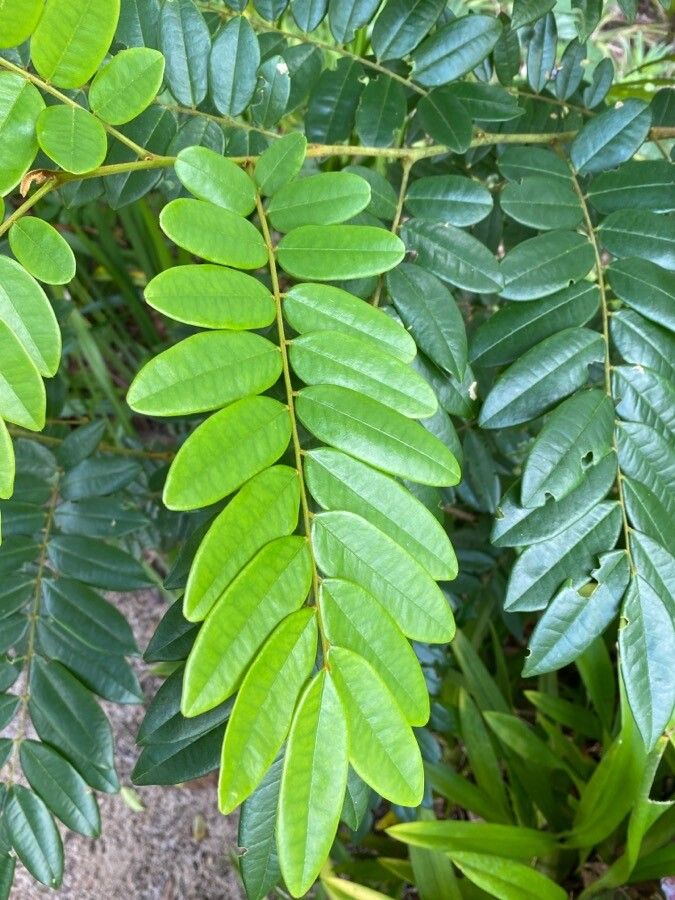 Bowdichia virgilioides leaf