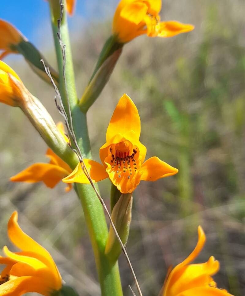 Chloraea chrysantha flower