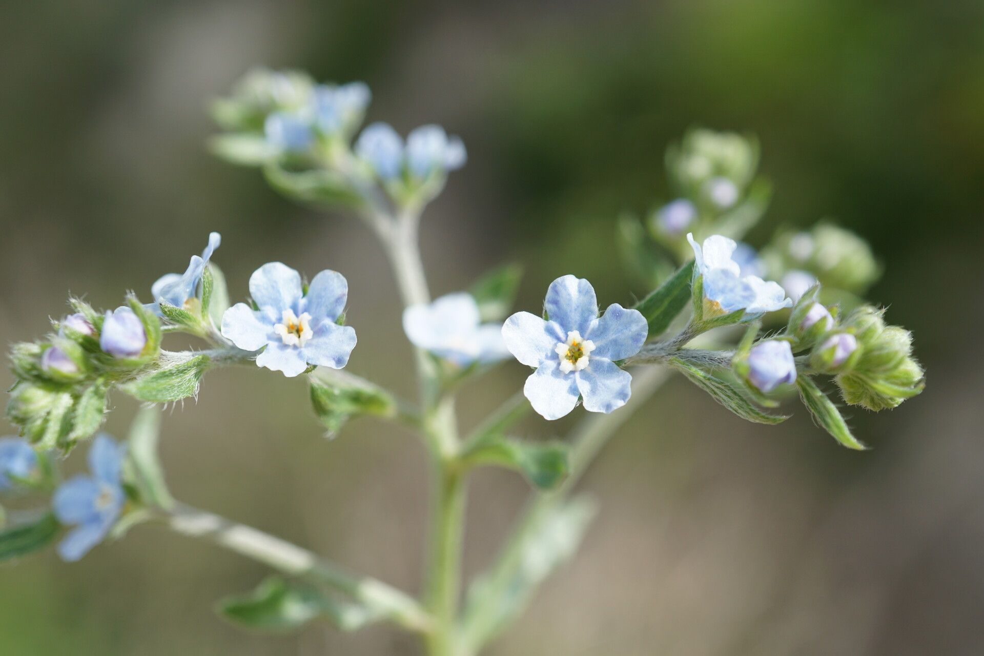Lappula barbata flower