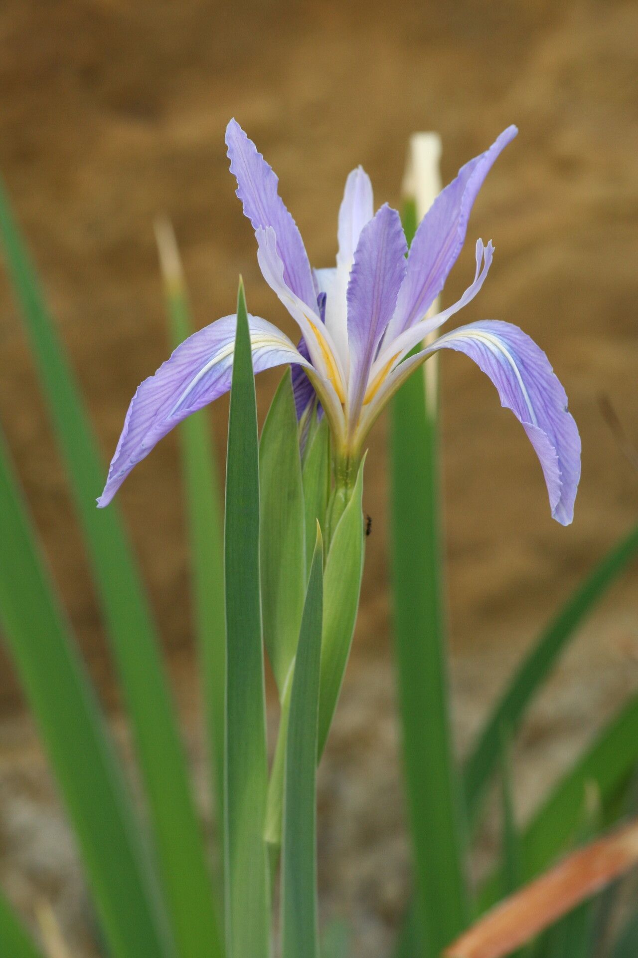 Iris munzii — houseplant care guide
