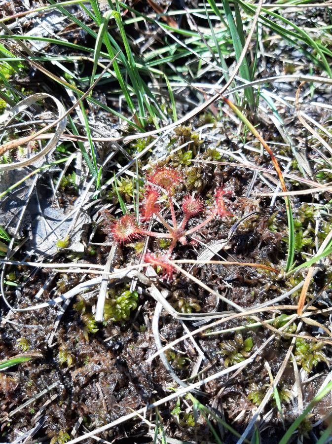 Drosera capillaris flower