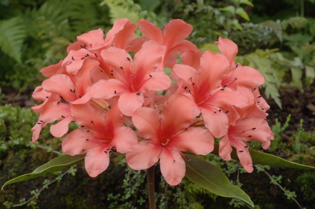 Rhododendron verticillatum flower