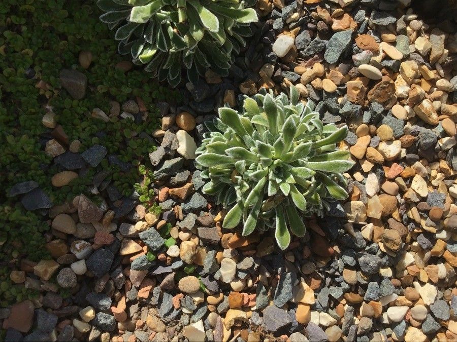 Saxifraga callosa — search result for 'Saxifragaceae'
