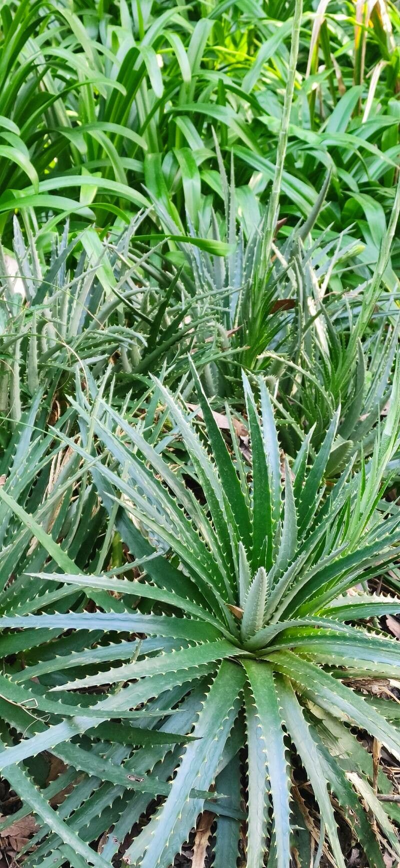 Dyckia remotiflora habit