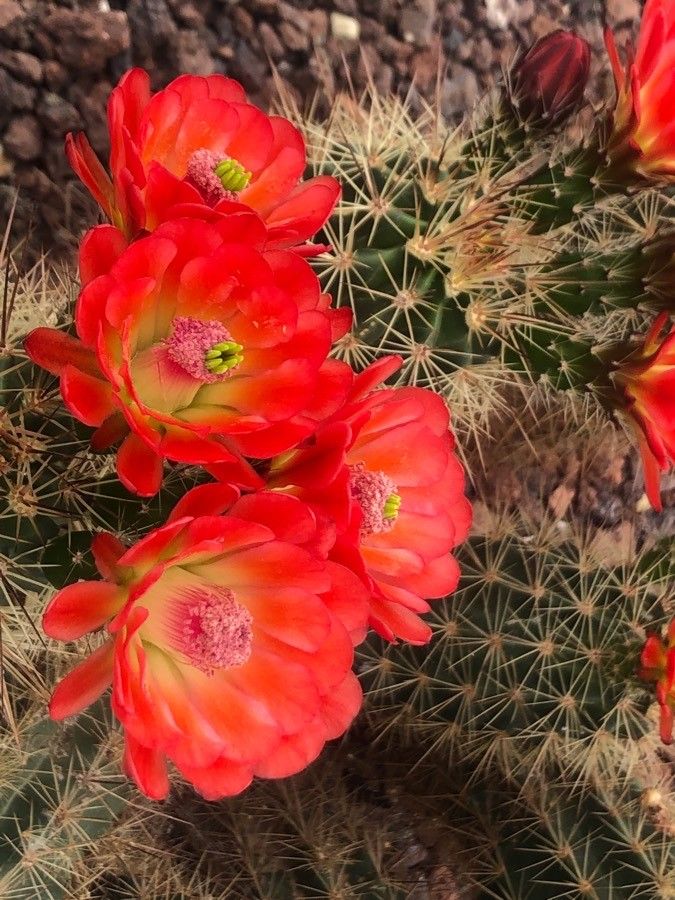 Echinocereus engelmannii flower