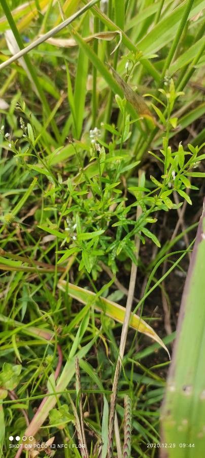 Polygala paniculata — search result for 'Sri Lanka'