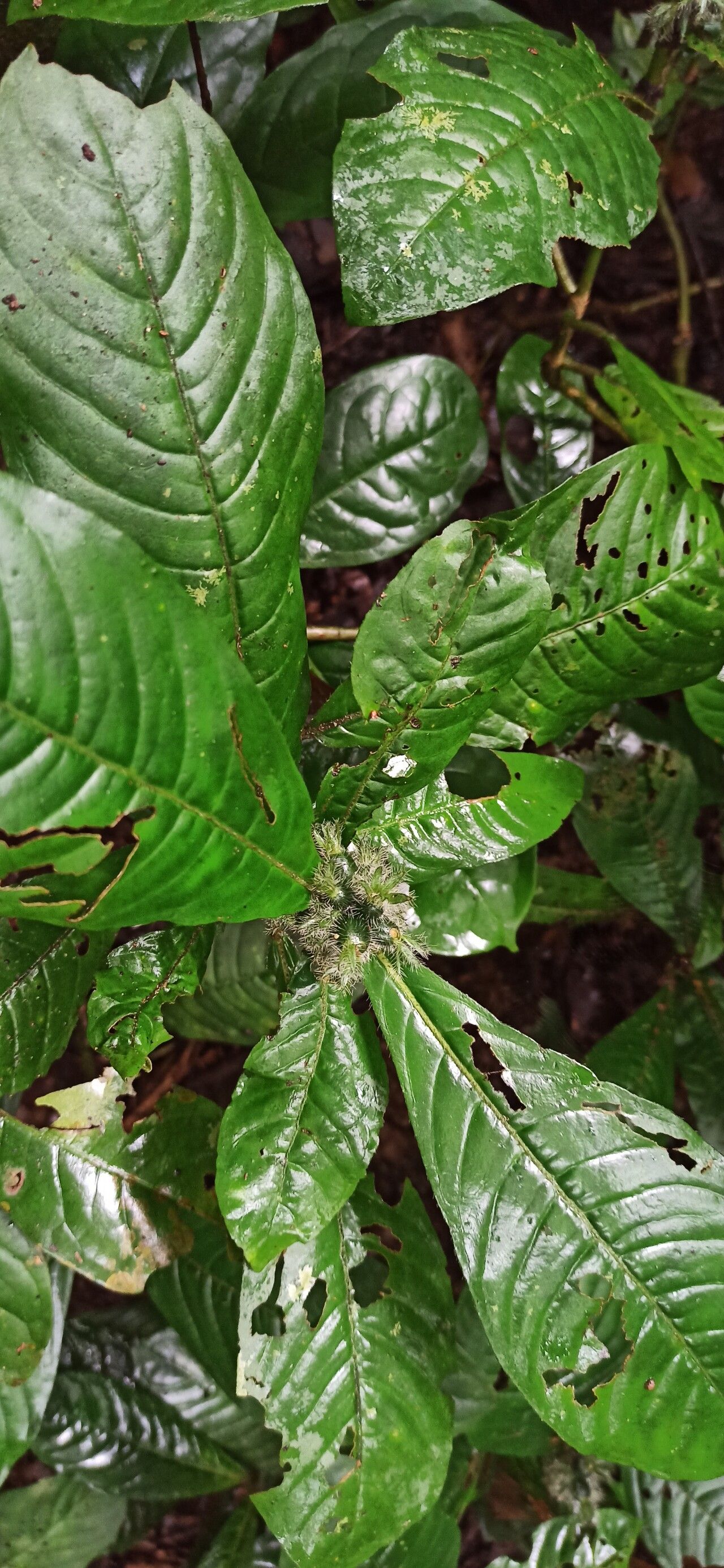 Psychotria hexamera leaf