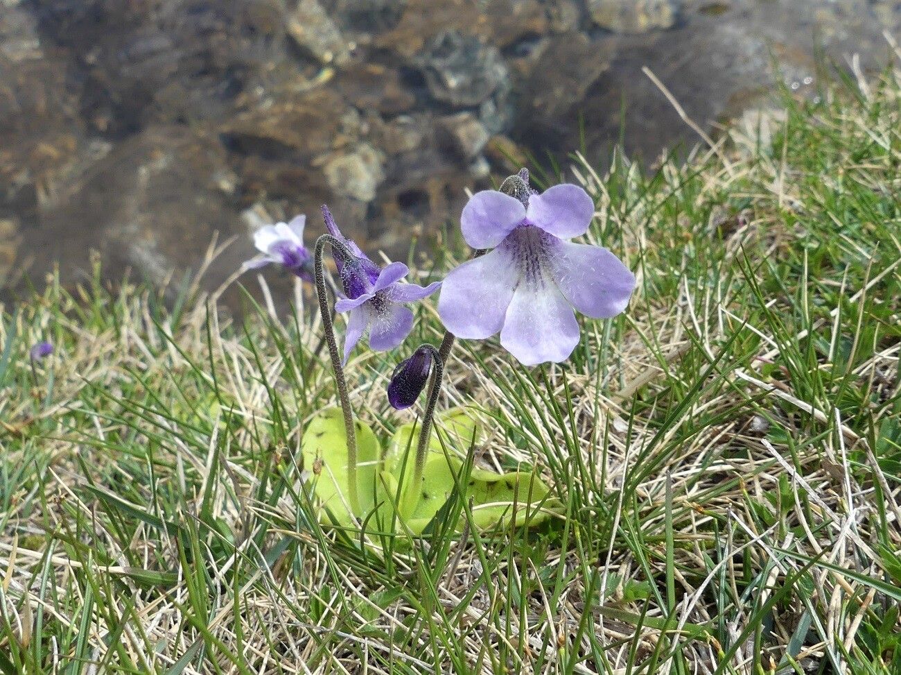 Pinguicula corsica flower