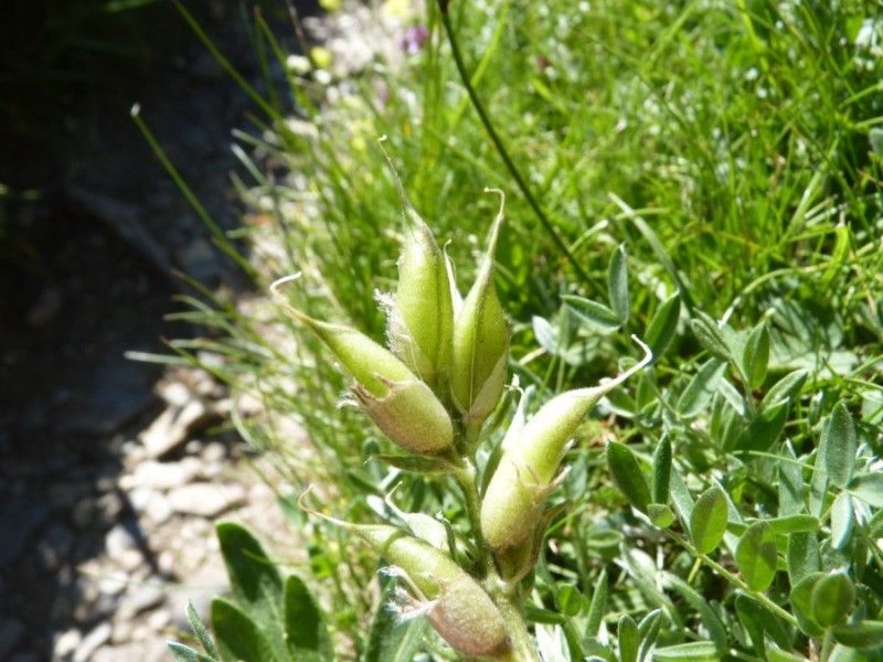 Oxytropis halleri fruit