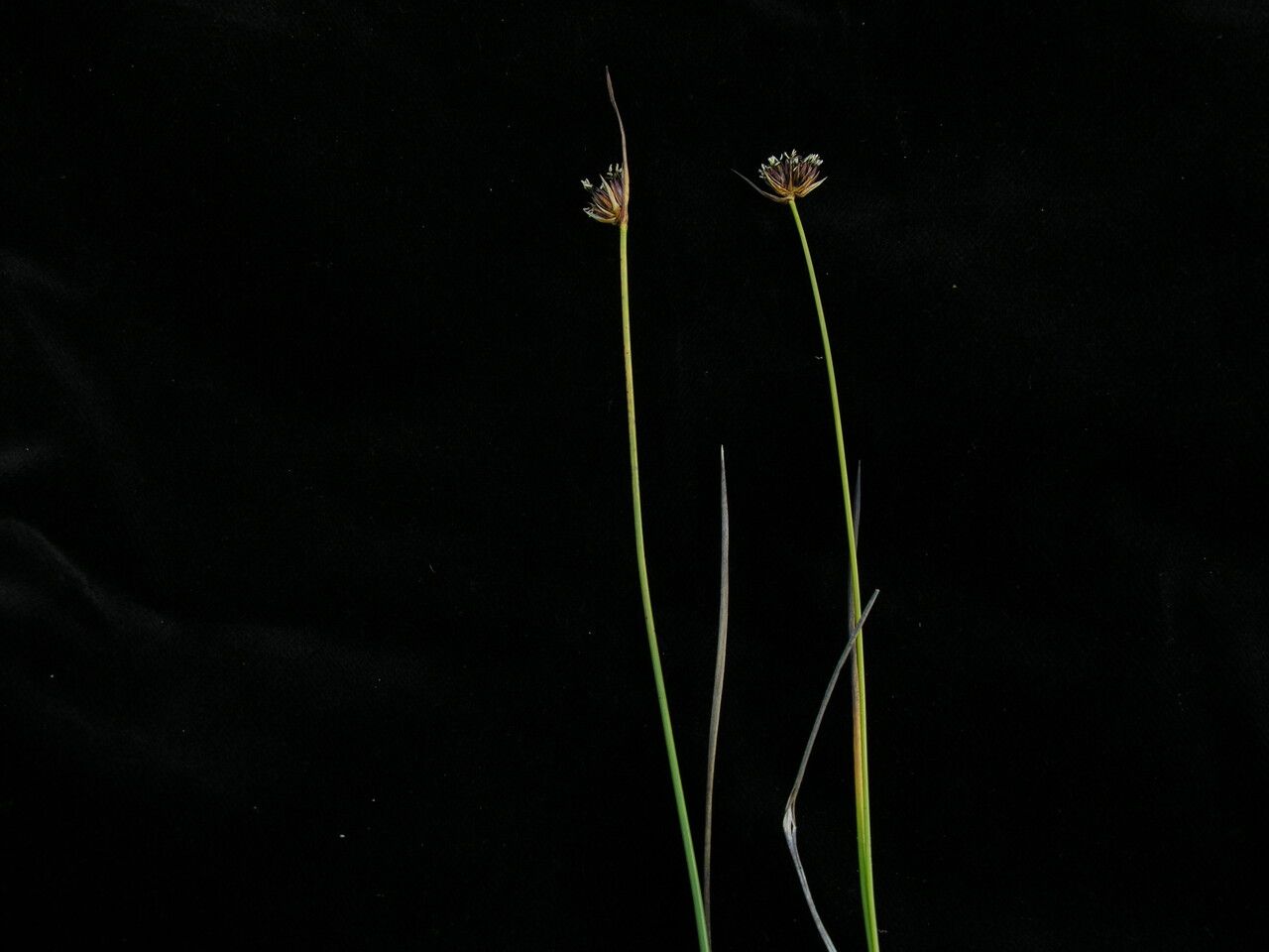 Juncus kingii habit