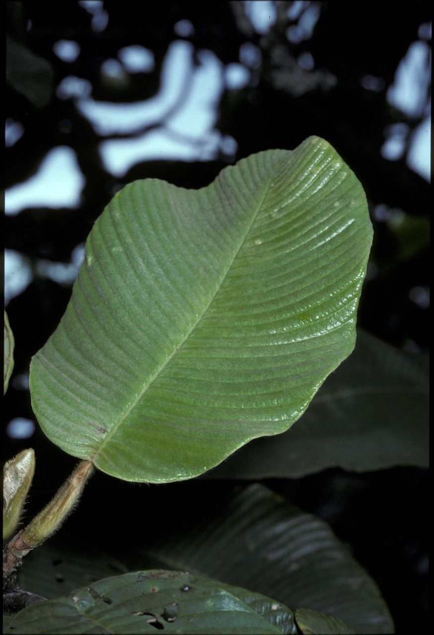 Dillenia ferruginea — related species from the same genus