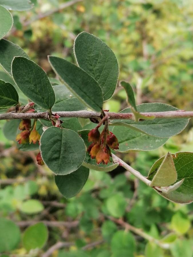 Cotoneaster integerrimus flower