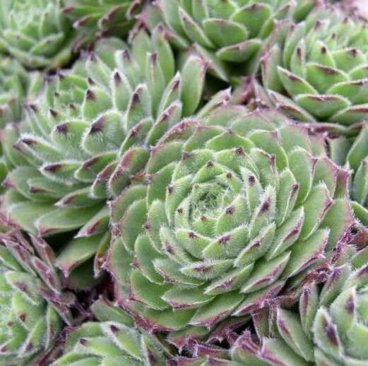 Sempervivum × alatum habit