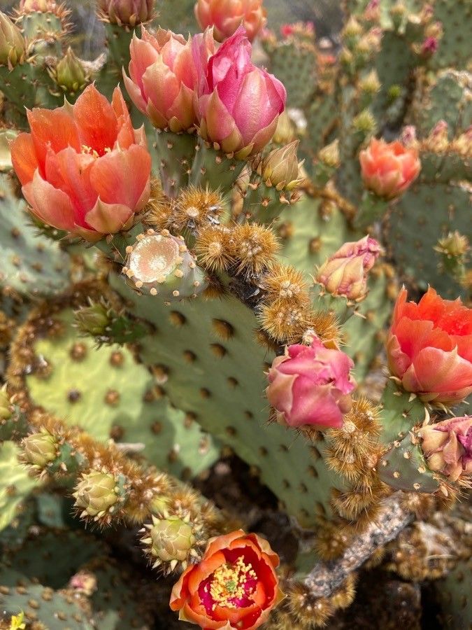 Opuntia aciculata flower