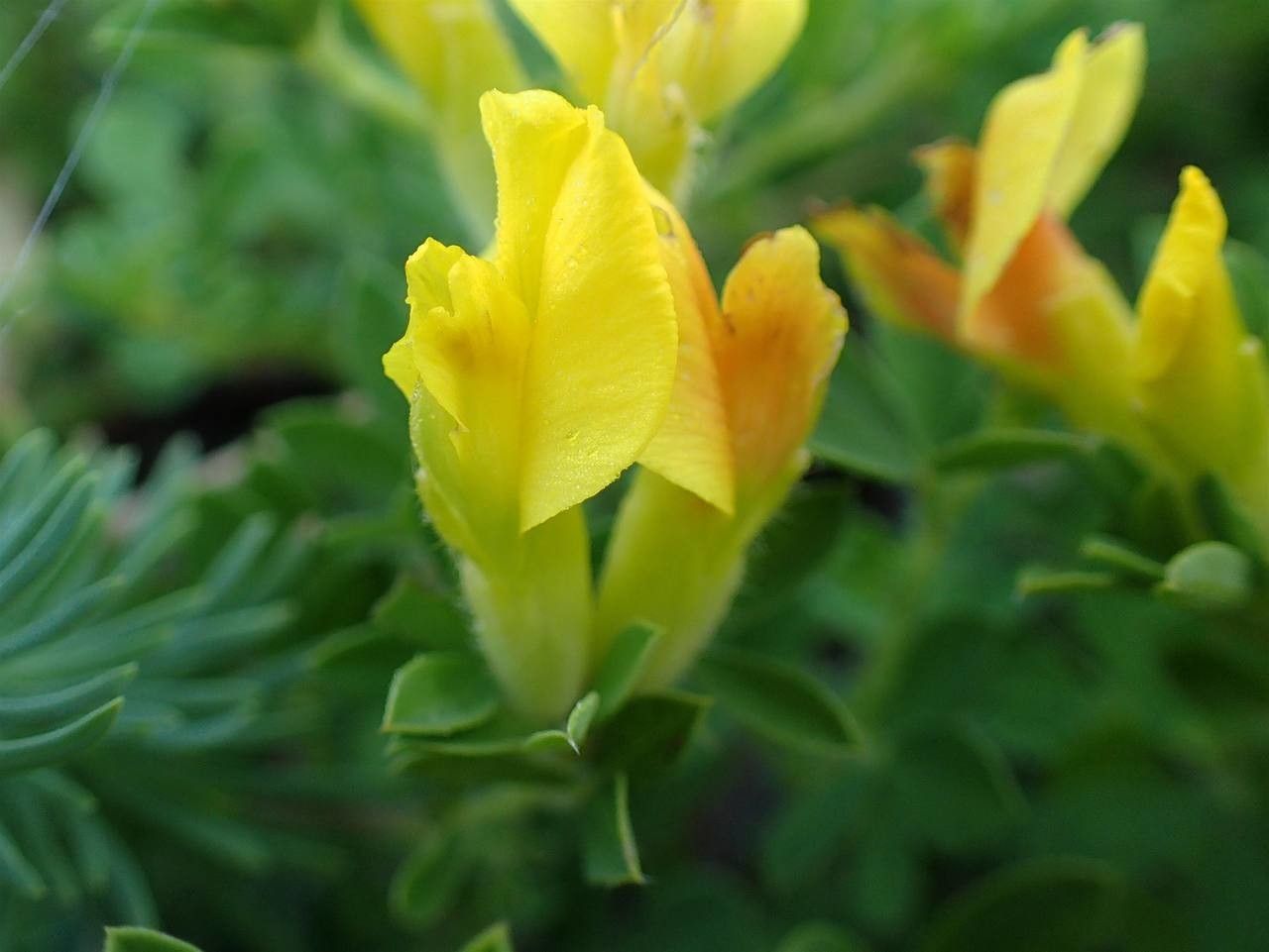 Cytisus lotoides flower
