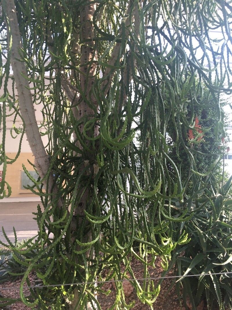 Euphorbia curvirama leaf