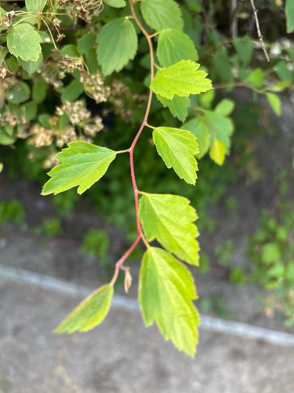 Spiraea chinensis — search result for 'Spiraea'