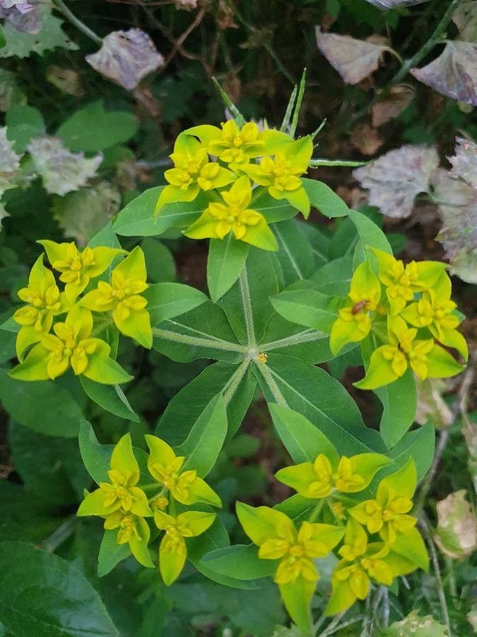 Euphorbia flavicoma flower